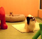 �ڥåȥץ饹���ƥ󡦥ƥ�ȯ��Ź