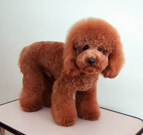 �ȥ�ߥ󥰥롼�� LOVE and HONEY