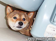ペットフォト